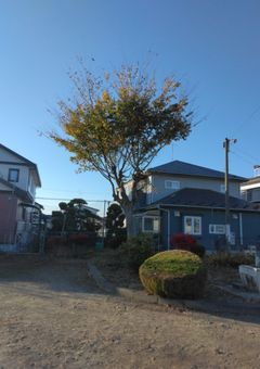 猫になった私