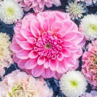 花恋さんのアイコン画像