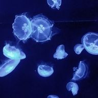 キタさんのアイコン画像