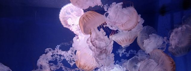 しゃけ国しらす軍さんの壁紙画像