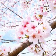 イワシStay🐶🦊さんのアイコン画像