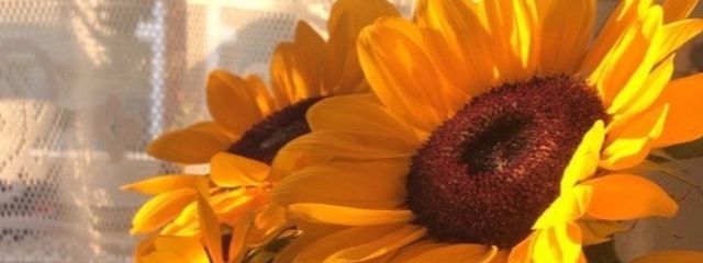 RAMUさんの壁紙画像