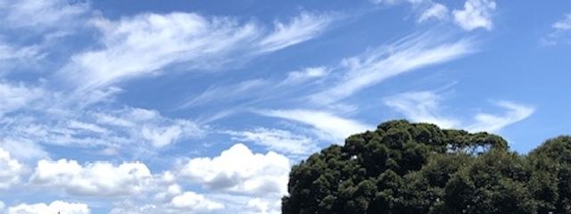 ミモザさんの壁紙画像