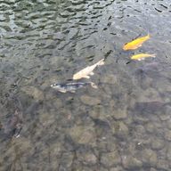 4の申し子さんのアイコン画像