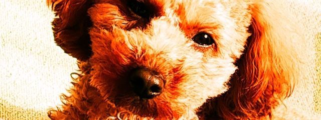 ケンクッキー🐶さんの壁紙画像