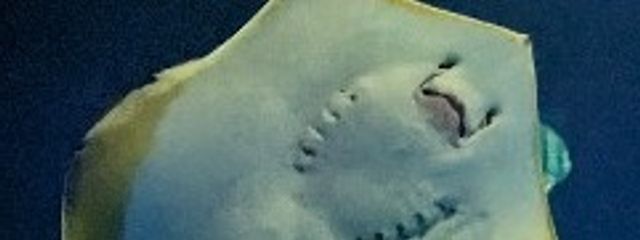 花緑さんの壁紙画像