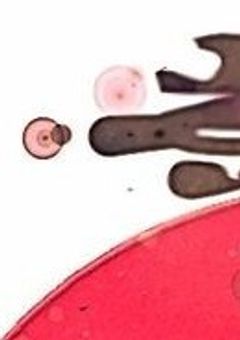 僵尸は妖怪学校にいます