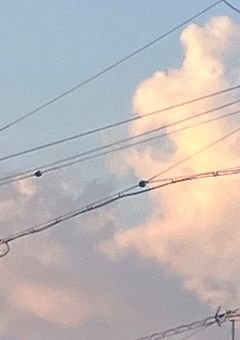 #　有 栖 ち ゃ 専 用 . 閲 覧 禁 止