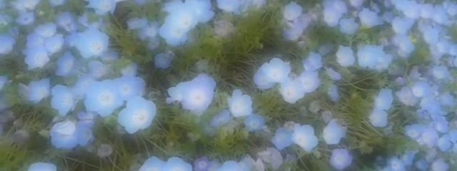 惺愛さんの壁紙画像