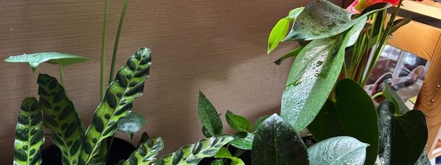 ぴよっ？！絶賛スランプ中😭さんの壁紙画像