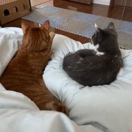 神羅さんのアイコン画像