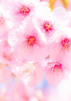 桜軍団があつまる場所！