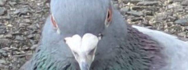 霜月　冬斗🌙❄️さんの壁紙画像