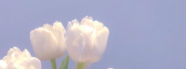 macaroot🥥休止中さんの壁紙画像