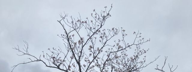 由愛さんの壁紙画像