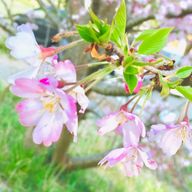 ころも🎲さんのアイコン画像