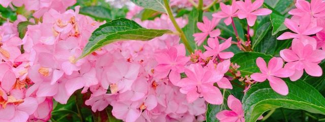 テンさんの壁紙画像