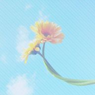 テンさんのアイコン画像