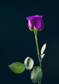 私たちって結構パボ？ㅋ