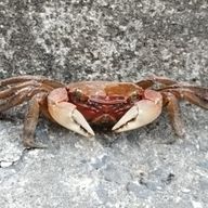 MRJさんのアイコン画像