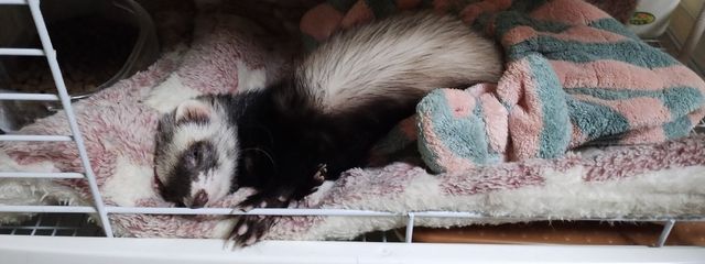 💛もふもふ💜‪さんの壁紙画像