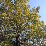 PEACEFUL・和さんのアイコン画像