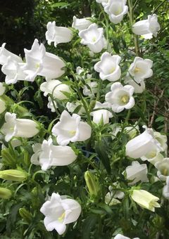 ありがとうを花束にして💐