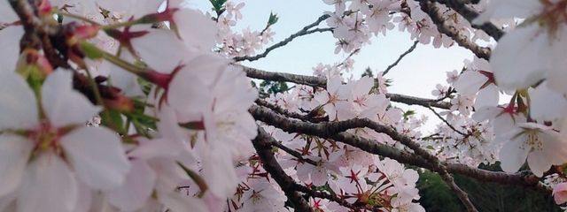 すづさんの壁紙画像