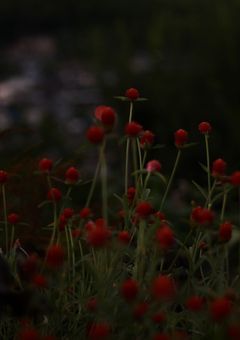 千日紅（せんにちこう）