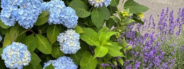 abskの齧歯担さんの壁紙画像