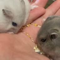 Saraさんのアイコン画像