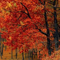 秋葉さん🍁さんのアイコン画像