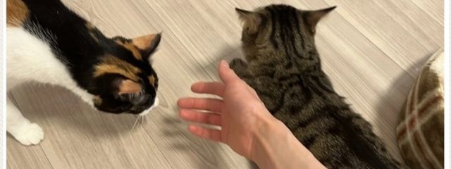 klaxonさんの壁紙画像