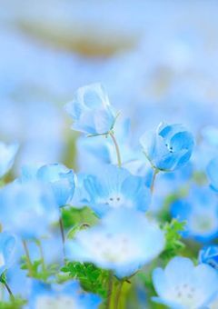 花愛り〈からぶり〉言葉。