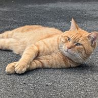 りーちゃさんのアイコン画像