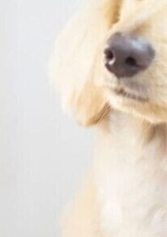 愛されペット。