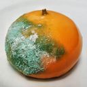 腐ったミカン共(上層部)