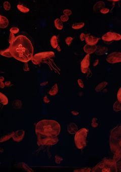 FREE NOTE BOOKS ५✍🏻