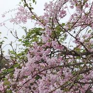 KBちゃん🕊📗さんのアイコン画像