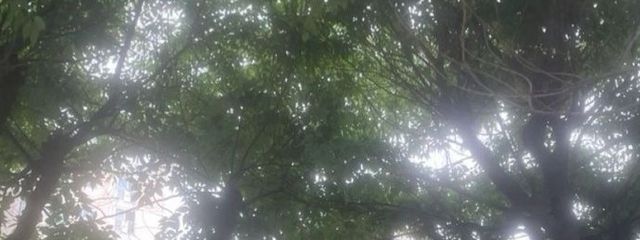 ð¯ðððððããã®å£çŽç»å