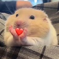 はにさんのアイコン画像