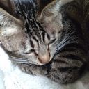 ばにら