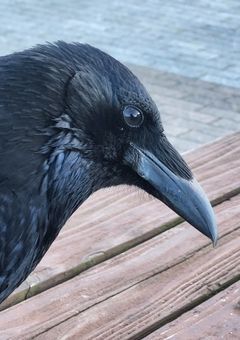 📣＜そこそこ大事な話すっぞ！！！