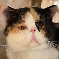 すーさんのアイコン画像