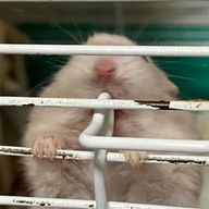Newtonさんのアイコン画像