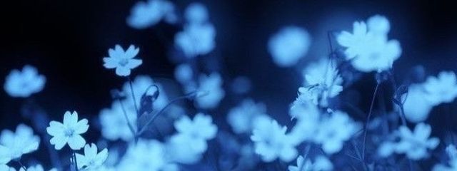 시스さんの壁紙画像