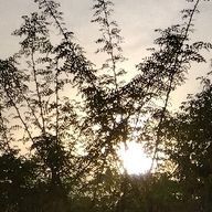 れお @低浮上 @生息地Twitterですさんのアイコン画像