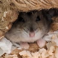 モチャさんのアイコン画像