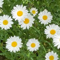 なななりさんのアイコン画像