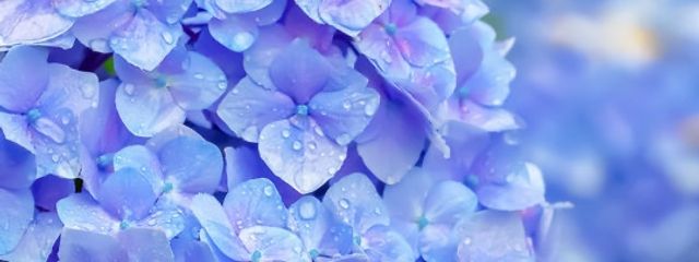 雨桜☔️🌸さんの壁紙画像